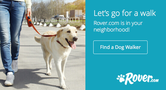 Rover dog walking service